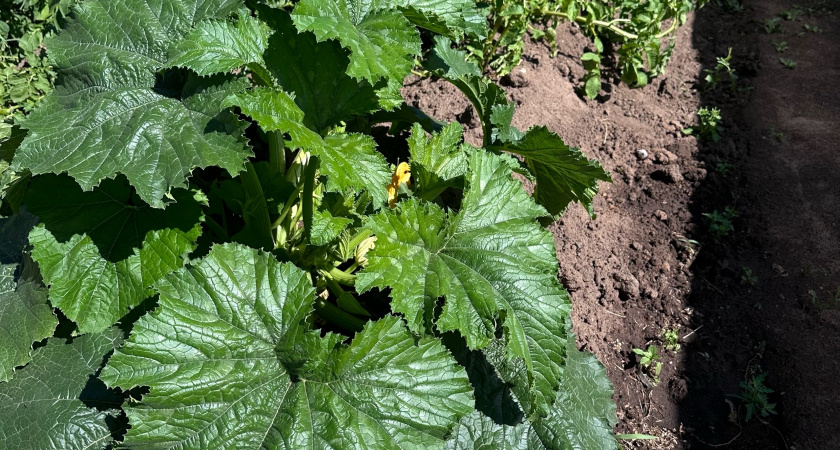 Кабачки за неделю разродились тележкой «поросят»: в подкормку случайно добавил мощный стимулятор - буду делать так всегда