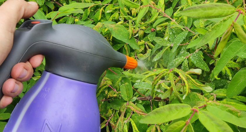 90% садоводов забыли про это средство, а зря - оно выжигает тлю, как огнем