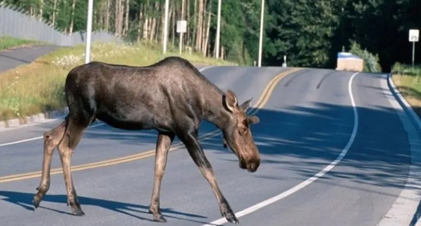 10 ДТП с дикими животными произошло в Кировской области
