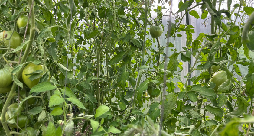 Утроить урожай вкусных томатов помогут народные подкормки: проще некуда, а результат поражает