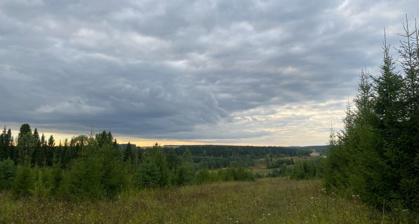 "Не ходи в тот лес, только потеряешь время": лесник показал как определить место, где грибы можно собирать багажниками