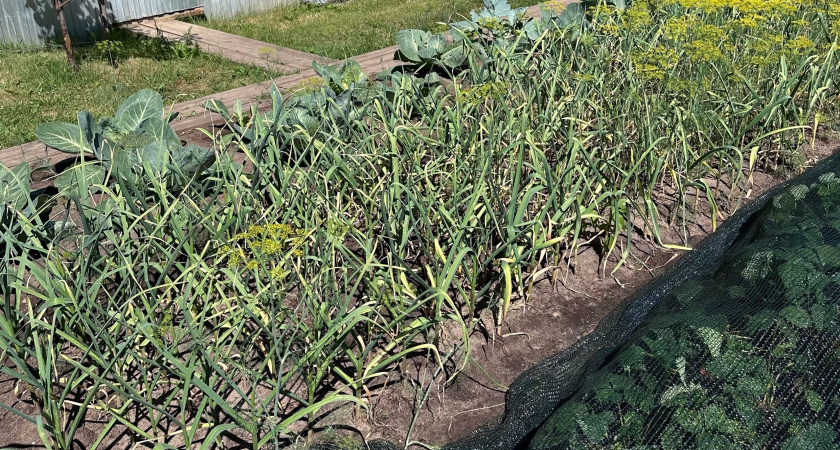 Лук перестал гнить после этой добавки в лейку: грядки как на выставке, и даже муха не садится