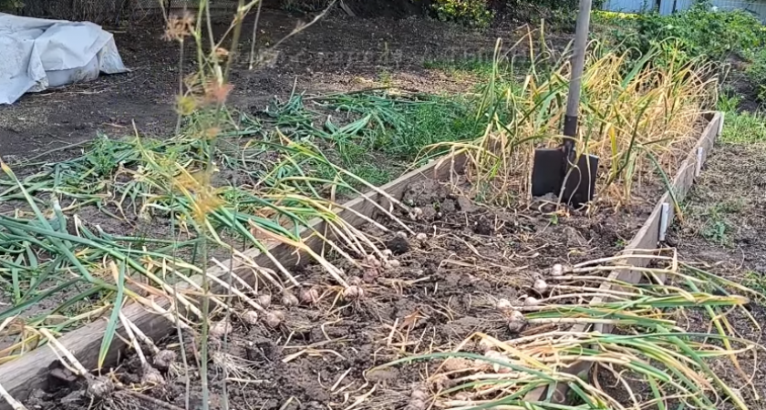 Перестал мучиться с гнилым чесноком после уборки. Соседка показала прием на 5 минут работы