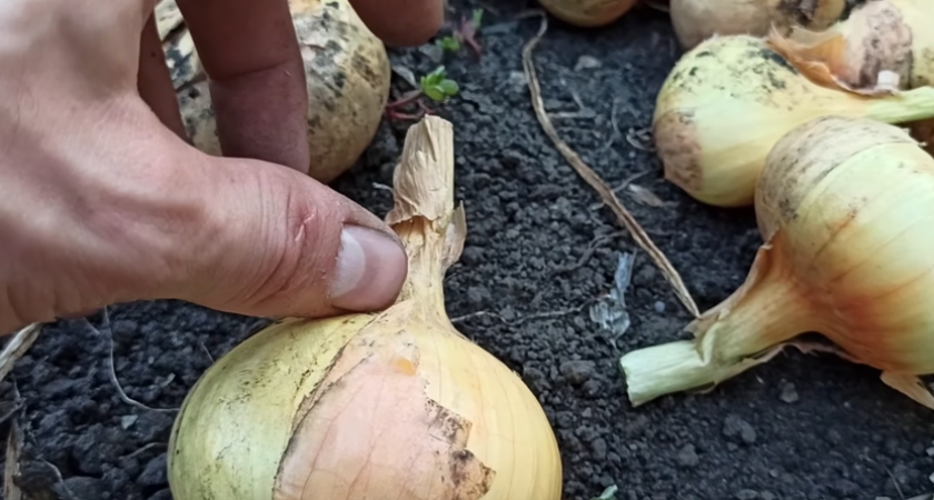 Узнаю спелый лук без календаря и примет, которые обманывают 8 дачников из 10. Бабушкин способ за 15 секунд сохраняет весь урожай