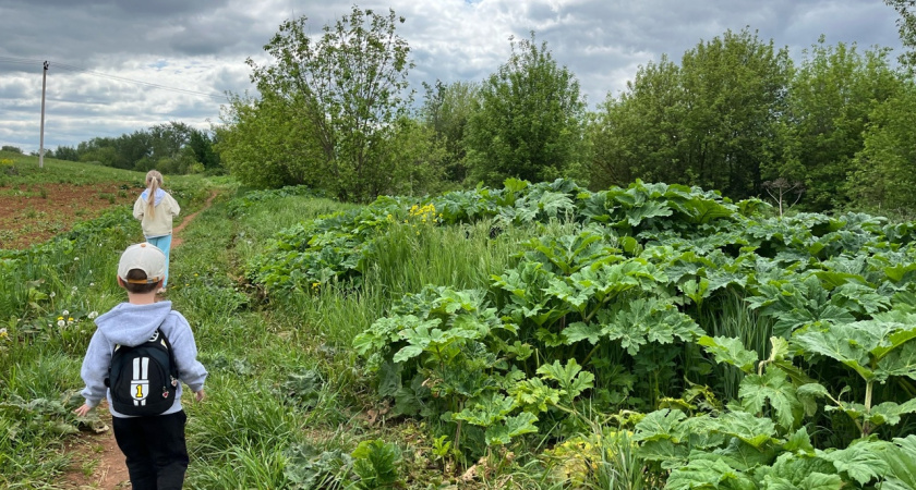 В Кировской области потратят 31 миллион рублей на борьбу с борщевиком