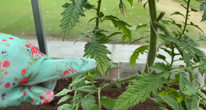 Определяю причины желтых листьев томатов по 9 основным признакам. Делюсь схемой диагностики от опытного овощевода