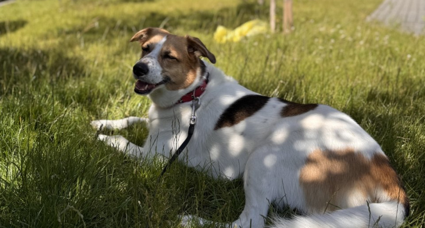 Как хвалить собаку? Советы, которые работают