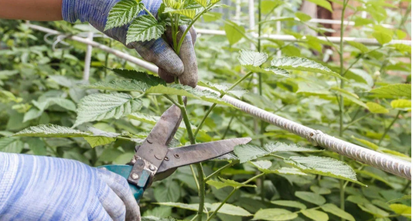 Обрезаю садовую малину в августе по совету агронома. Дачники называют это ошибкой, но урожай удваивается