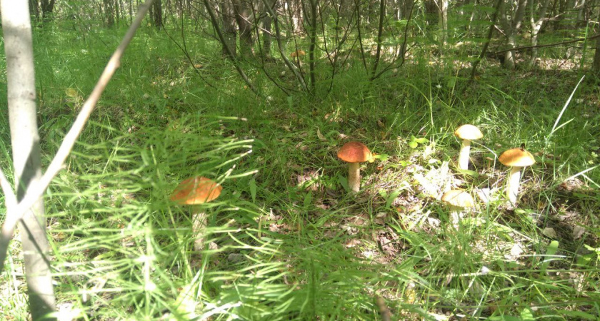 10 смертельных опасностей в наших лесах, о которых почему-то молчат грибники