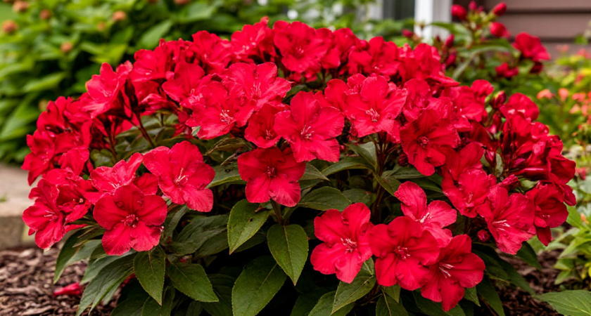  Титулованная красавица, неустанно цветущая с мая по октябрь: великолепный многолетник весь сезон радует пышными алыми цветами