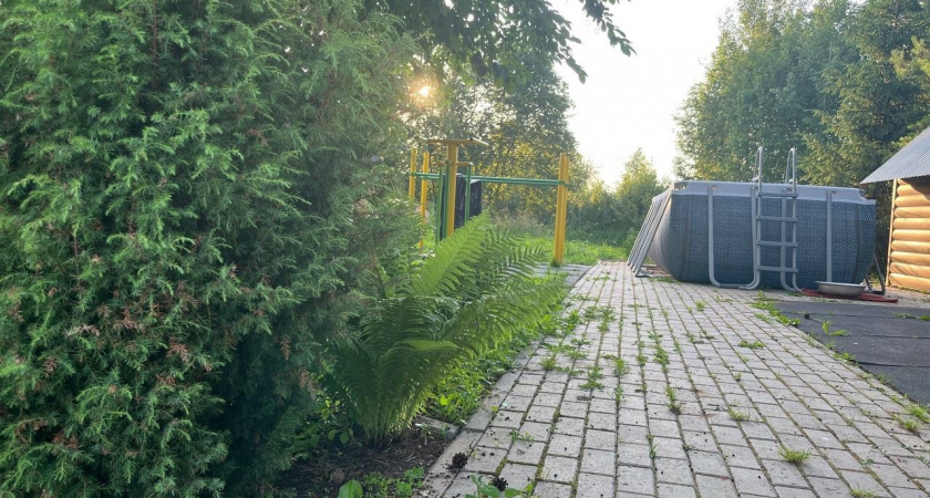 Размножаю летним черенкованием за 3 недели любые кустарники. Дедовский способ работает лучше магазинных стимуляторов