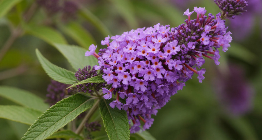 Роскошный лиловый фонтан из ароматных гирлянд весь сезон: неприхотливый кустарник растет даже на скудных почвах и не требует много внимания