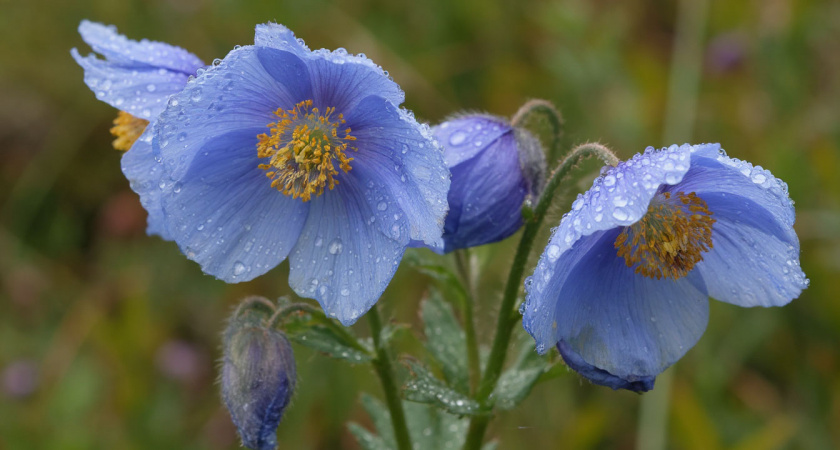 Дивный многолетник небесно-голубого цвета поражает космической красотой: цветы размером с блюдце