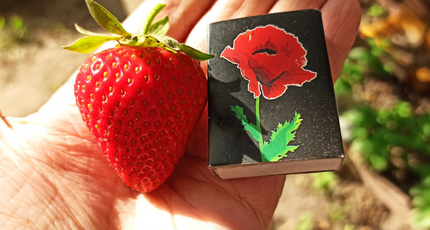 Сыпьте этот копеечный порошок под клубнику — урожай попрет вёдрами! Секрет старого агронома