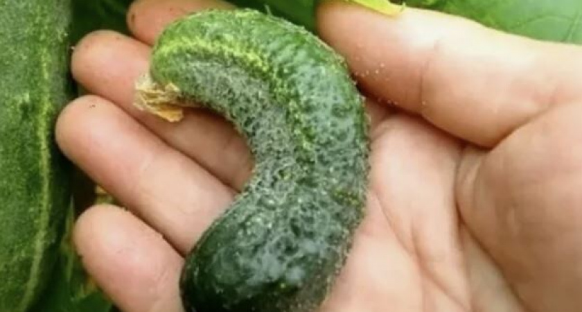 Почему огурцы растут крючком: 4 главные причины и как это исправить