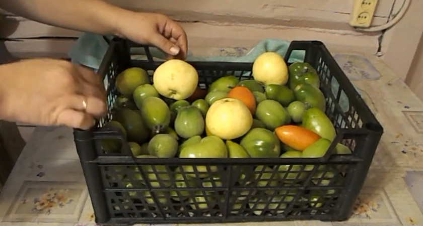 Кладу к зеленым помидорам 3 яблока из падалицы. Соседка научила дедовскому трюку за 15 копеек