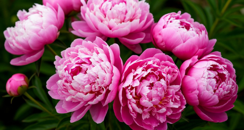 Подкармливаю пионы в августе одним советским способом. Пышное цветение в 3 раза крупнее гарантирую даже хилым кустам