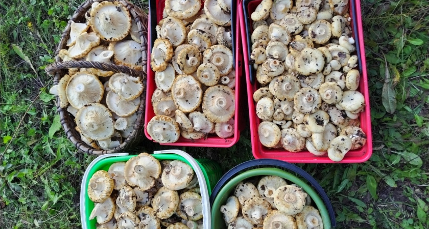 Грузди черные и белые. Солим на зиму в квартире, без погреба. Рецепты от подписчиков