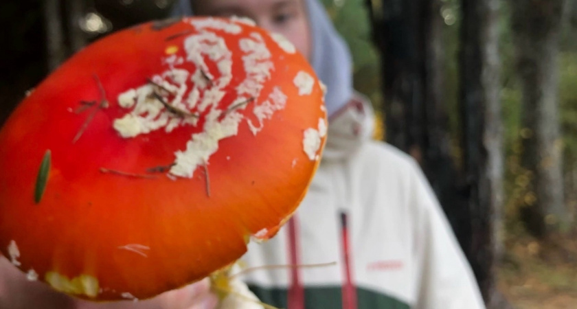 Красивые, но смертельно опасные: пять самых ядовитых грибов России