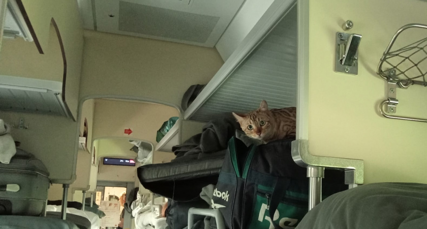 Ехала внизу – меня трижды будила соседка с верхней полки, мол «по закону можно к столу»