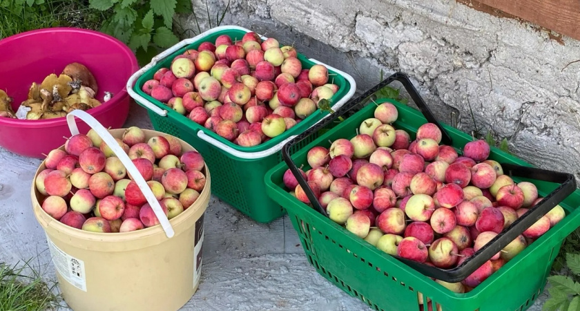 Никогда и никому не отдавайте излишки овощей со своего огорода, лучше выбросите. Вот почему нельзя отдавать