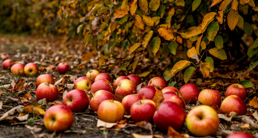 Закапываю гнилые яблоки по дедовскому методу под малину. За 3 года урожай ягод вырос в 2,5 раза без химии