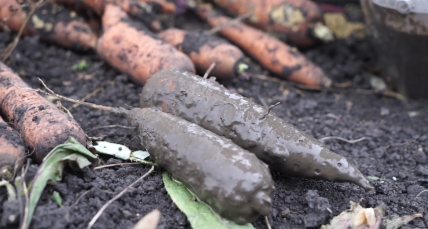 Проверяю 6 старинных способов хранения овощей без холодильника. Только 3 метода наших бабушек реально работают