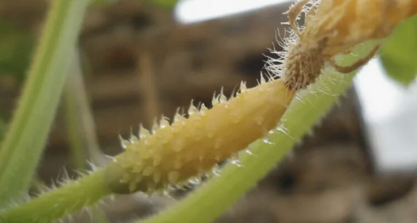 Почему желтеют завязи у огурцов и как это исправить: 7 главных причин и решений