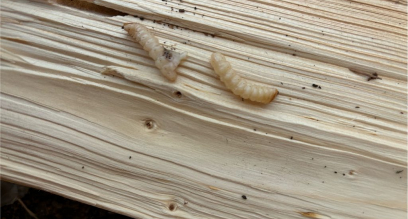 Личинки в древесине: Россельхознадзор остановил вывоз зараженного леса из Кировской области