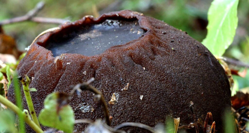 Самый сказочный гриб наших лесов уже растет, можно искать. А собирать - нельзя