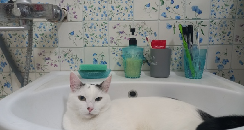 Сотни чепчан останутся без горячей воды на сутки 