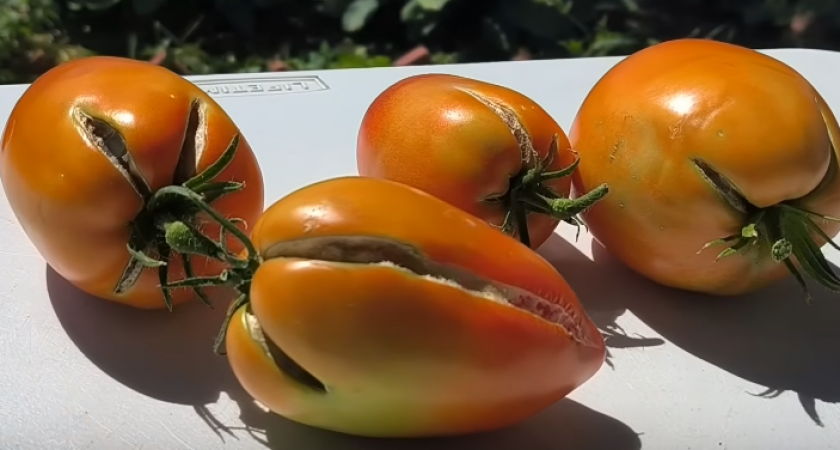 Перестали трескаться помидоры после того, как узнал про ночную температуру почвы. Теперь собираю по 8 ведер с каждой грядки