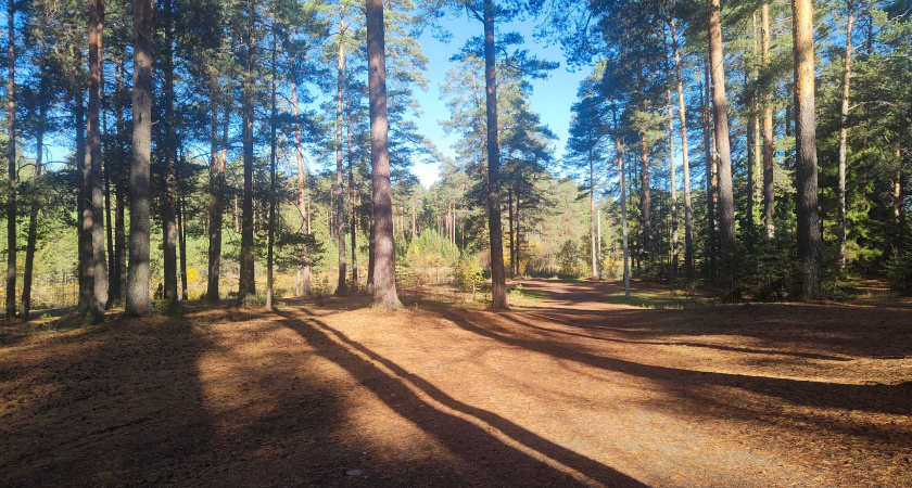 10 смертельных опасностей в наших лесах, о которых почему-то молчат грибники