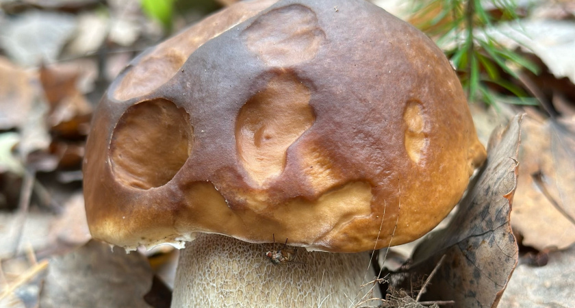  С детства неправильно научили собирать грибы. Червивые тоже нужно было брать, их легко почистить - запомните раз и навсегда