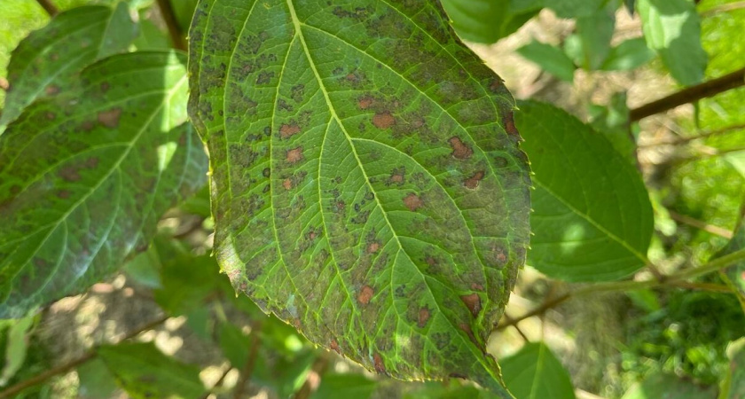 Знакомая посоветовала копеечное средство от пятнистых листьев у гортензии и розы – результат 100%