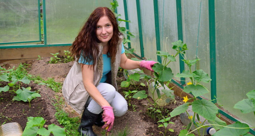 Поливаем огурцы содой: какой эффект дает пищевая сода, как и когда правильно вносить подкормку