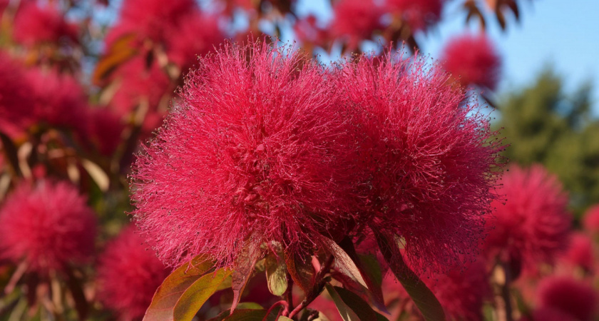 Потрясающе красивый многолетник с необычным и богатым цветением: похож на огромное багровое облако