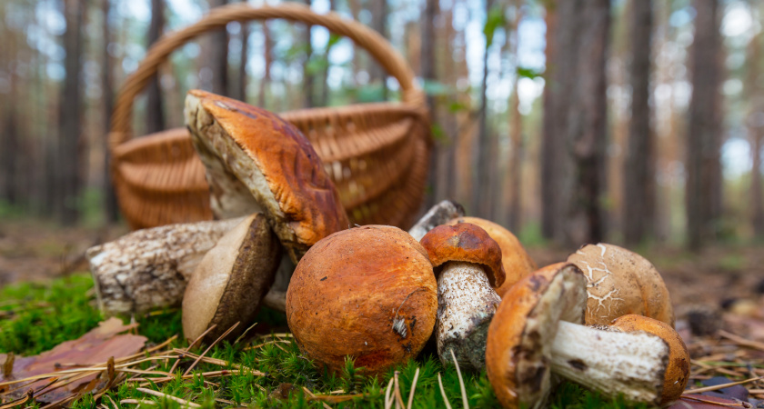 Съедобные и очень вкусные, но слишком похожи на поганки: 4 неизвестных гриба, которые могут украсить ваши корзины