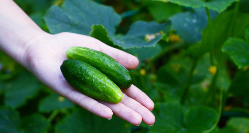 Забытая подкормка огурцов. Лавиной попрут – будете уворачиваться - рецепты от огуречницы из Твери