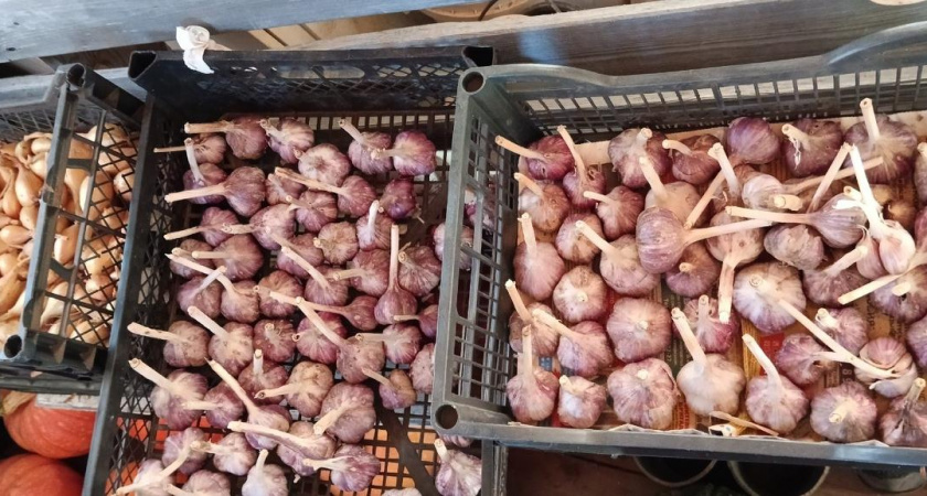 Подсушиваю домашний чеснок особым способом в августе. Головки остаются твердыми до июня следующего года