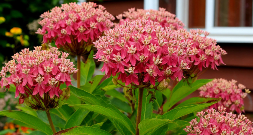 Многолетники редкой красоты без всяких прихотей: растут сами по себе и радуют глаз до самых морозов