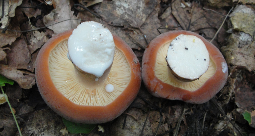 Гриб подмолочник - сладкий, мясистый, растет в жару. Но почему-то грибники его не собирают