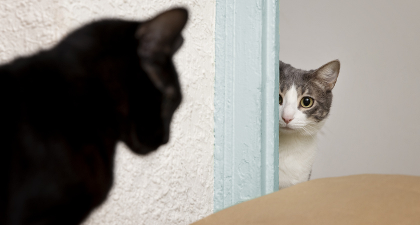 Почему кошки бегут в подъезд?