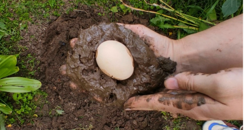 Сосед показал, зачем кладёт куриное яйцо в землю. Теперь и я так делаю