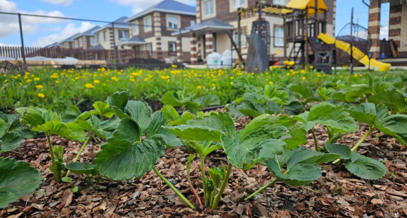 Вышел полить грядки, а через сутки лежал в больнице: опасность загородной жизни, которую часто игнорируют