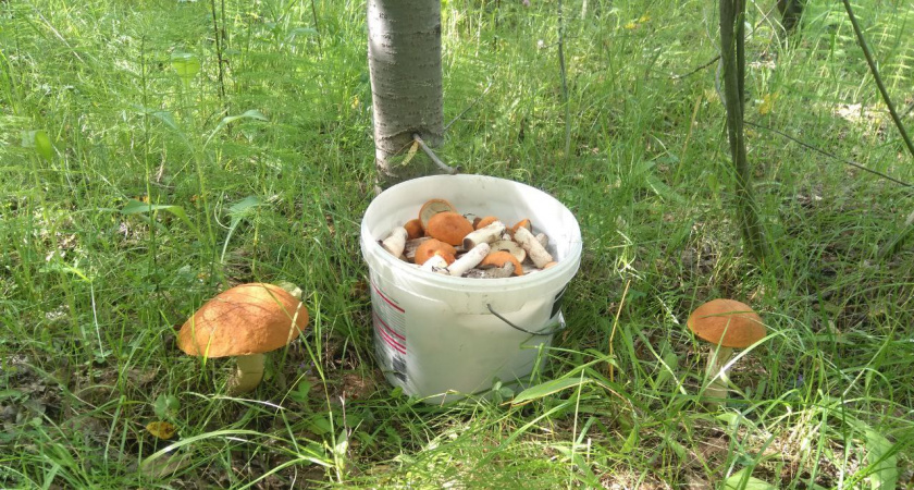 Назван один из лучших грибов наших лесов, который почему-то никто не собирает - считается деликатесом