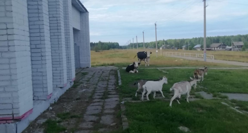 Жители Омутнинского района выгуливали 10 коров и коз на железной дороге