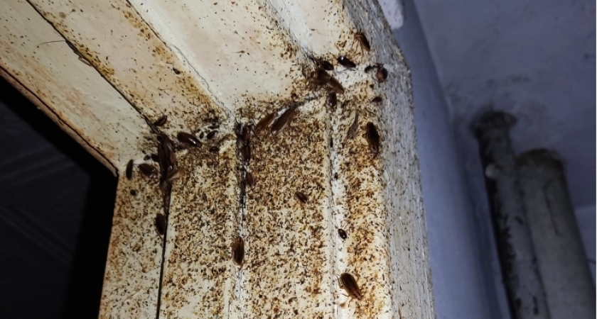 "Страшная вонь и полчища тараканов достали!": жильцы дома на Алексея Некрасова пять лет борются с соседкой-мусорщицей