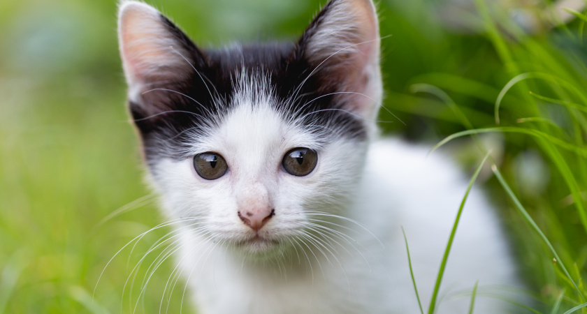 Почему кошка грызёт когти — не игнорируйте, даже если это происходит редко