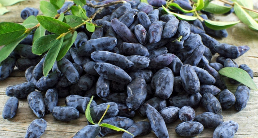 Садовод Самойлова: в августе жимолости нужна подкормка, иначе кусты заболеют